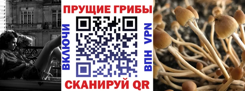 Галлюциногенные грибы Cubensis  купить наркоту  Зеленоградск 